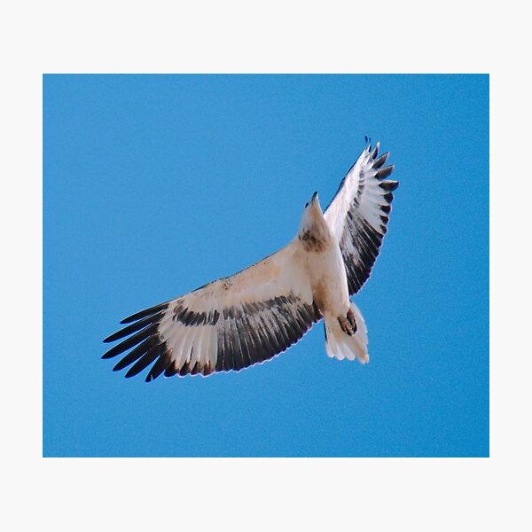 RAPTOR ~ White-bellied Sea Eagle by David Irwin pBGrdan5 Photographic Print