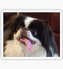 japanese chin black and white Sticker
