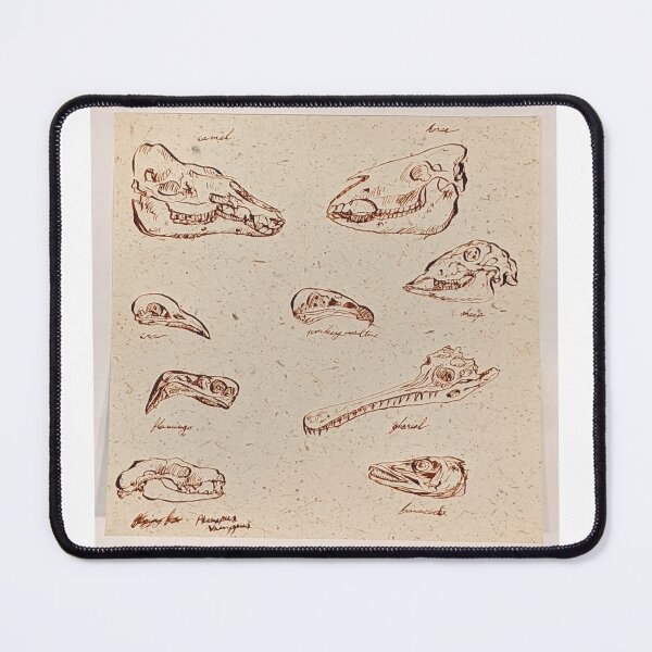 Item preview, Animal Skulls and Calligraphy 2 designed and sold by KatarinaNavane.