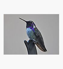 BIRD ON BIRD Photographic Print