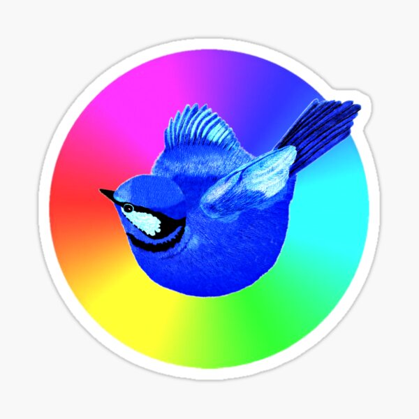 Superb Blue Fairy-wren on rainbow coloured backdrop Sticker