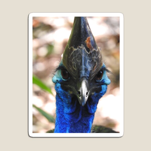 Cassowary Magnet