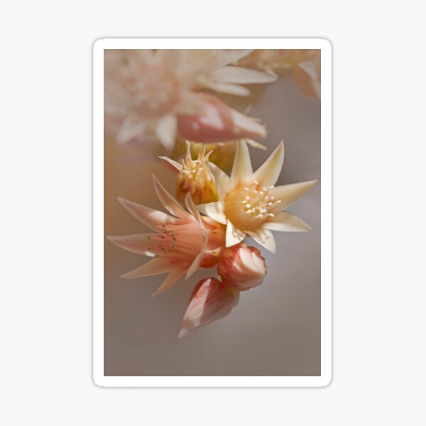 Item preview, Blossoming Succulent designed and sold by BroomstickMagic by Dani Musicka.