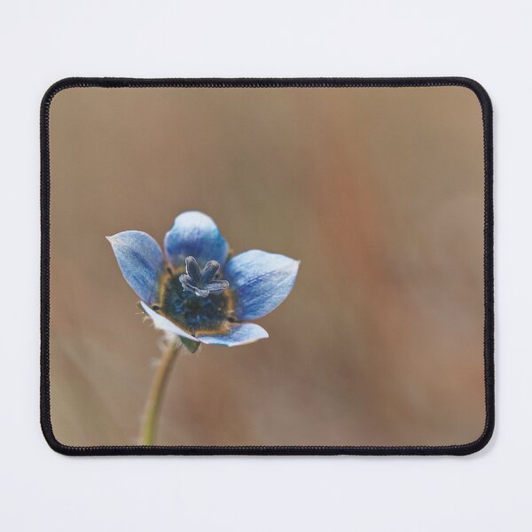 Artikelvorschau, Australische Cape Bluebell Wildblume entworfen und verkauft von hendrikspix.