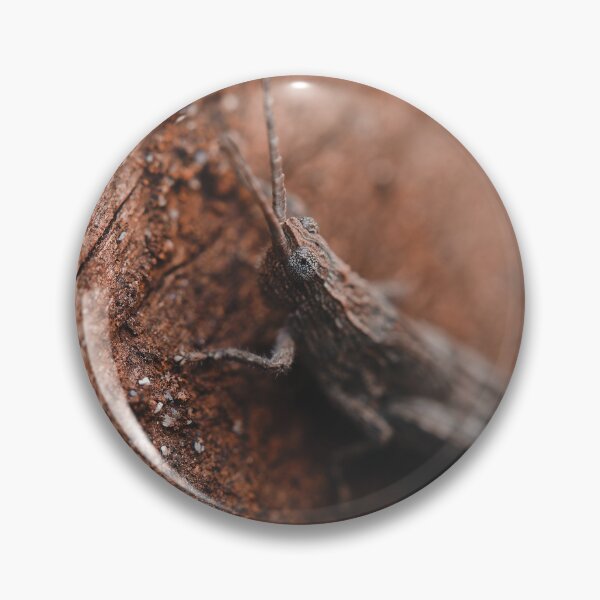 Item preview, Brown Australian grasshopper macro photo designed and sold by hendrikspix.