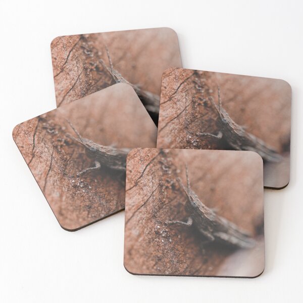 Item preview, Brown Australian grasshopper macro photo designed and sold by hendrikspix.