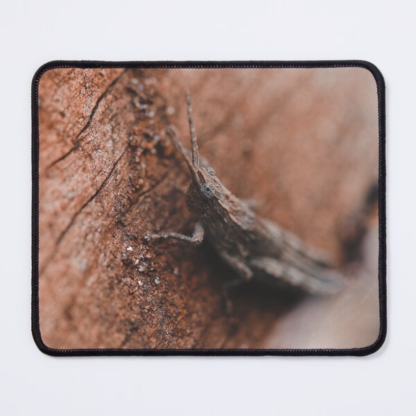 Item preview, Brown Australian grasshopper macro photo designed and sold by hendrikspix.