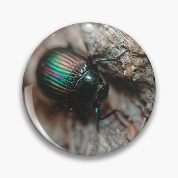 Item preview, Australian purple wood beetle on tree bark macro photo designed and sold by hendrikspix.