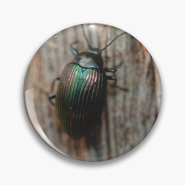 Item preview, Australian purple wood beetle on tree bark macro photo designed and sold by hendrikspix.