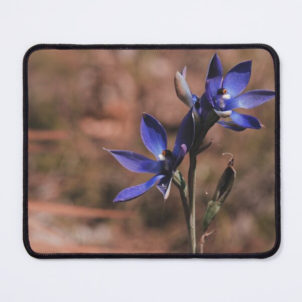 Artikelvorschau, Australische Thelymitra Blue Lady Orchideen Blumen Makrofoto entworfen und verkauft von hendrikspix.