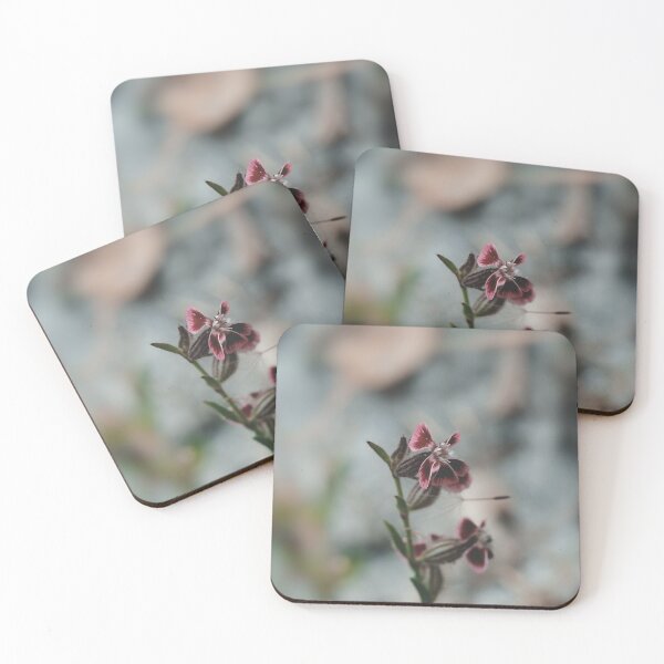 Item preview, Australian Five wound catchfly flower macro photo designed and sold by hendrikspix.