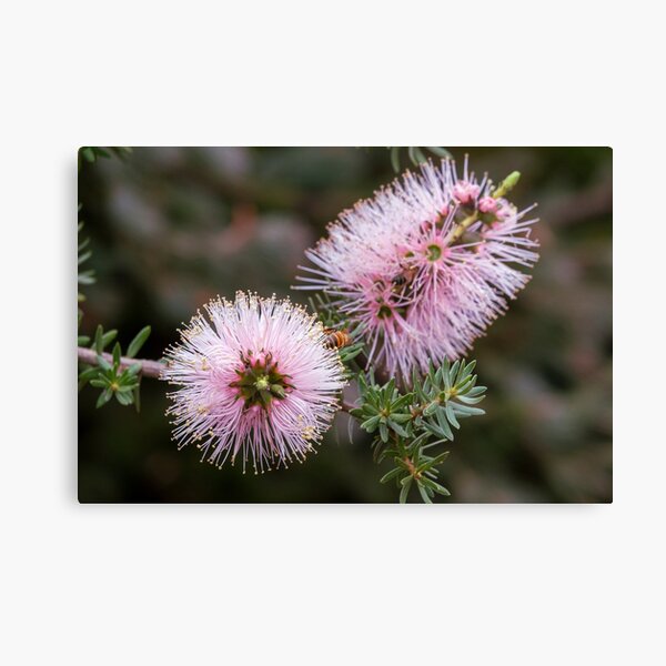 Item preview, Pretty in Pink Kunzea 1 designed and sold by SallyB.Photography.