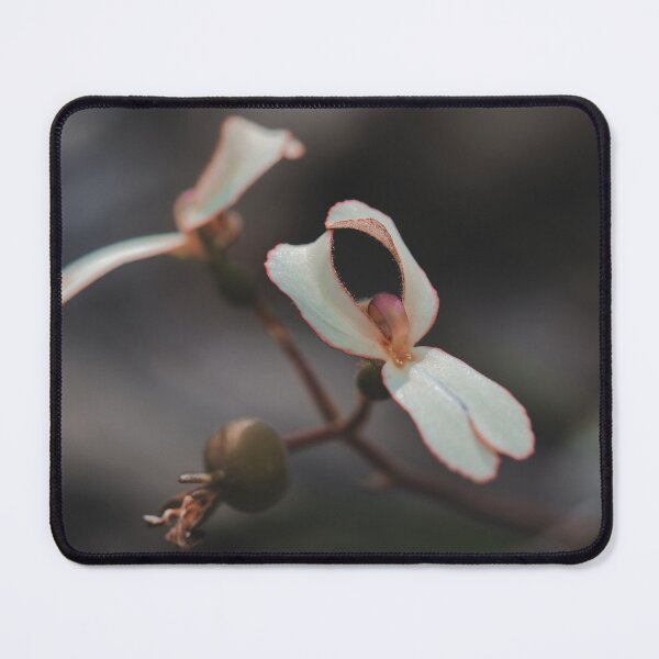 Item preview, Australian Stylidium Triggerplant Cowkicks flowers macro photo designed and sold by hendrikspix.