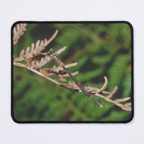 Item preview, Australian Slender ringtail damselfly macro photo designed and sold by hendrikspix.