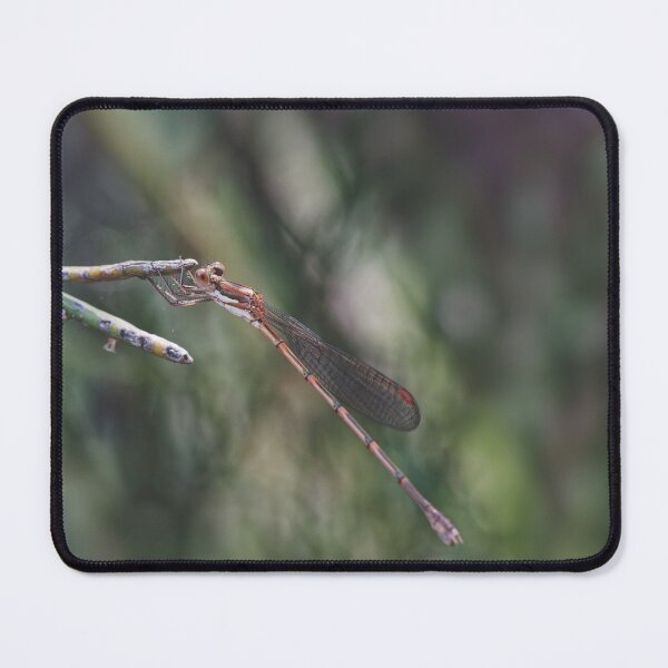 Artikelvorschau, Australian Slender Ringtail Damselfly Makrofoto entworfen und verkauft von hendrikspix.