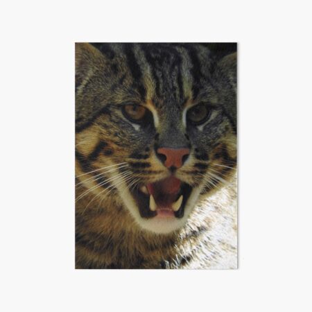 Fishing Cat Art Board Prints for Sale