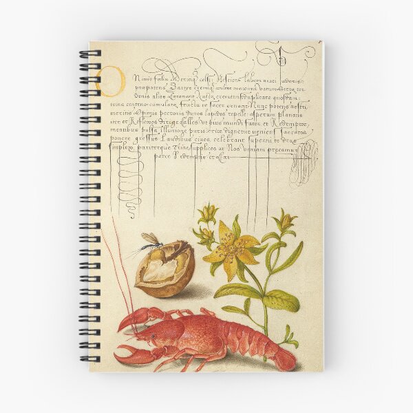 Item preview, Naturalist Manuscript: Flower, Crayfish, and Calligraphy Illumination by Joris Hoefnagel designed and sold by Naturalist Prints.