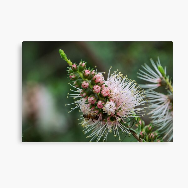 Item preview, Pink Kunzea 2 designed and sold by SallyB.Photography.