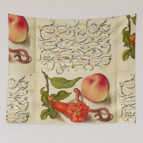 Item preview, Naturalist Manuscript Fruits, Insects, and Calligraphy Illumination by Joris Hoefnagel  designed and sold by Naturalist Prints.