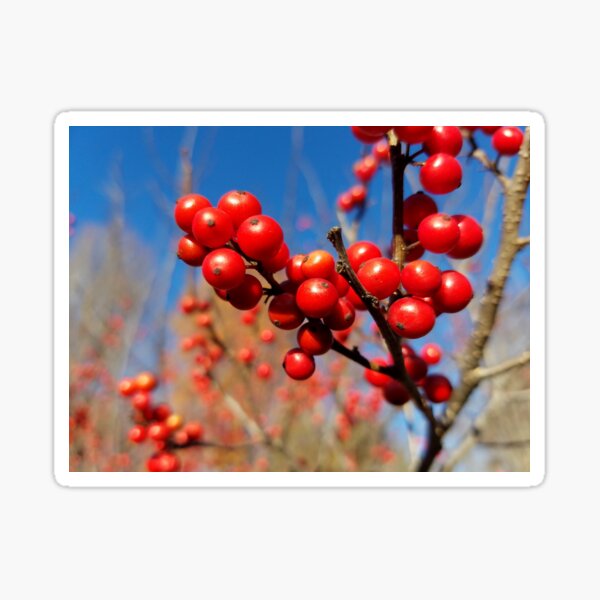 Item preview, Winterberries glow against a blue autumn sky designed and sold by rvjames.