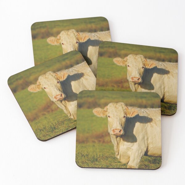 Item preview, Charolais cattle in Burgundy, France designed and sold by CarolinaReina.