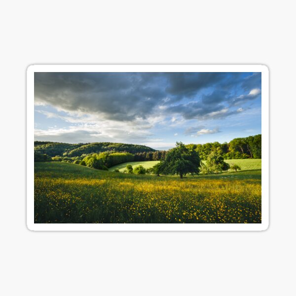 Beautiful flower meadow in spring in the Odenwald in the homeland of Hesse as a photography decoration Sticker