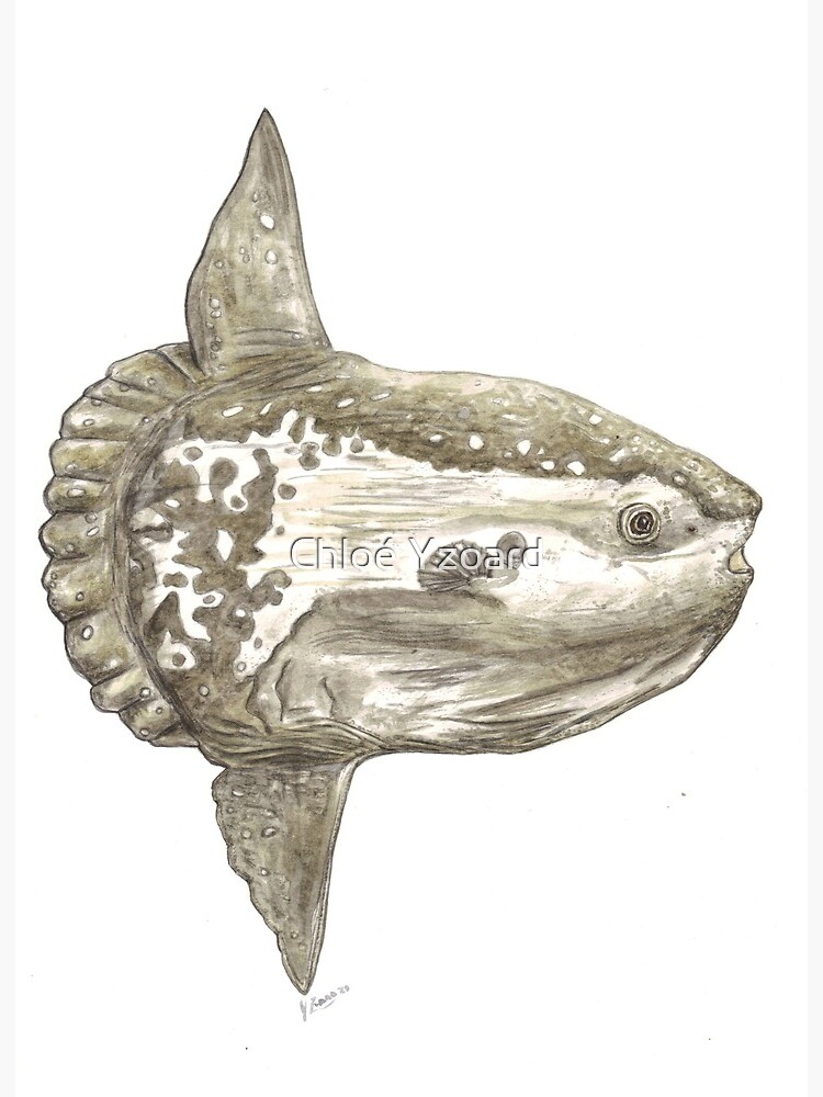 Ocean sunfish (Mola mola) Art Board Print for Sale by Chloé Yzoard