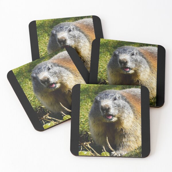 Item preview, Amazed marmot | Wildlife photography designed and sold by Mii-pics.