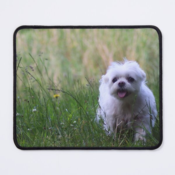 Item preview, Maltese on a hiking adventure designed and sold by MvMeer.