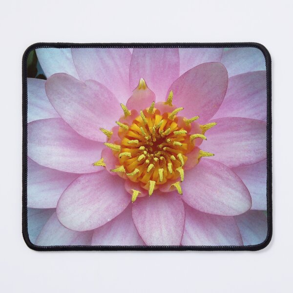Item preview, Pink water lily designed and sold by Christine Mignon.