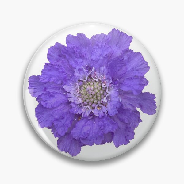 Item preview, Blue Scabious Flower Still Life Floral Photography designed and sold by CottoVerdi.