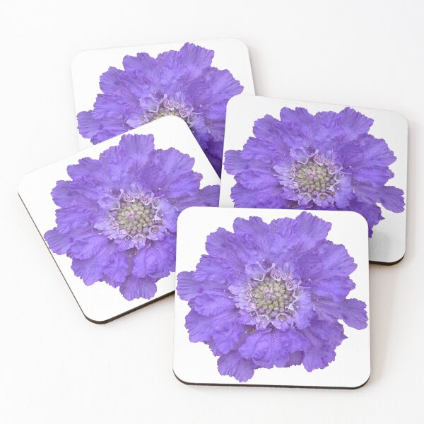 Item preview, Blue Scabious Flower Still Life Floral Photography designed and sold by CottoVerdi.