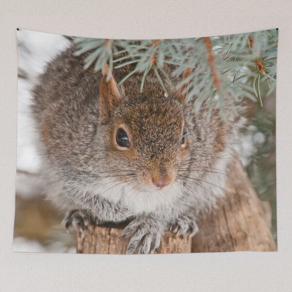 Item preview, Gray Squirrel designed and sold by Michael Cummings.