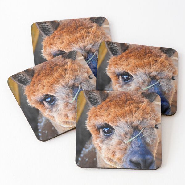 Item preview, Alpaca 2 | Wildlife photography designed and sold by Mii-pics.