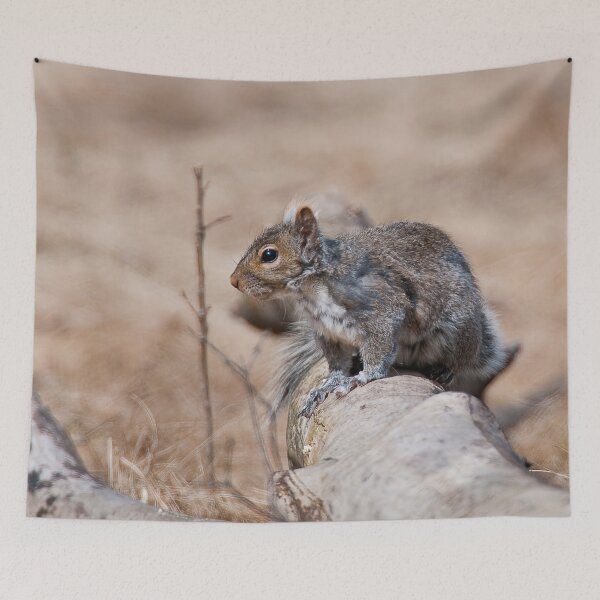 Item preview, Gray Squirrel designed and sold by Michael Cummings.