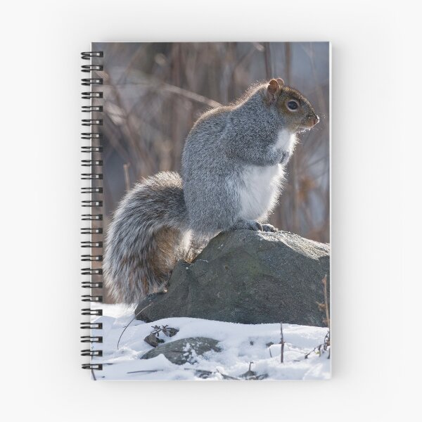 Item preview, Gray Squirrel designed and sold by Michael Cummings.