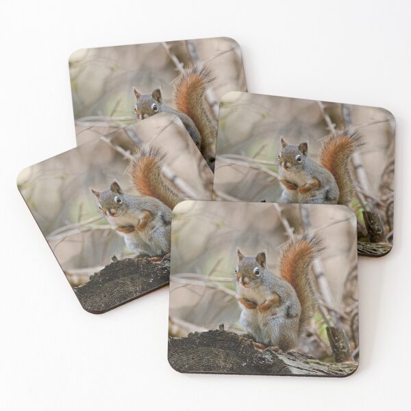 Item preview, Gray Squirrel designed and sold by Michael Cummings.