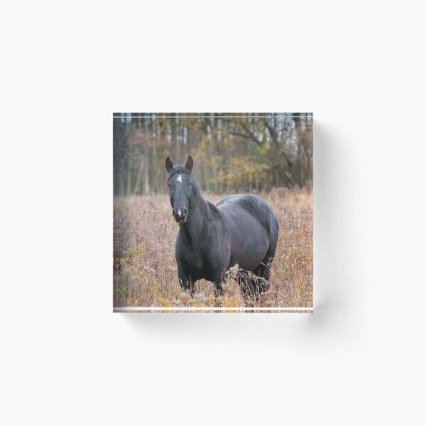 Item preview, Horse In Field designed and sold by Michael Cummings.