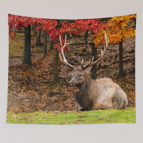 Item preview, Elk designed and sold by Michael Cummings.