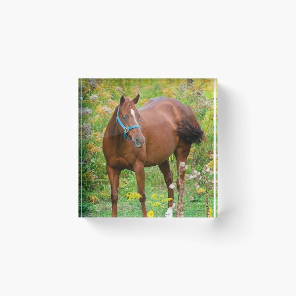 Item preview, Horse In Field designed and sold by Michael Cummings.