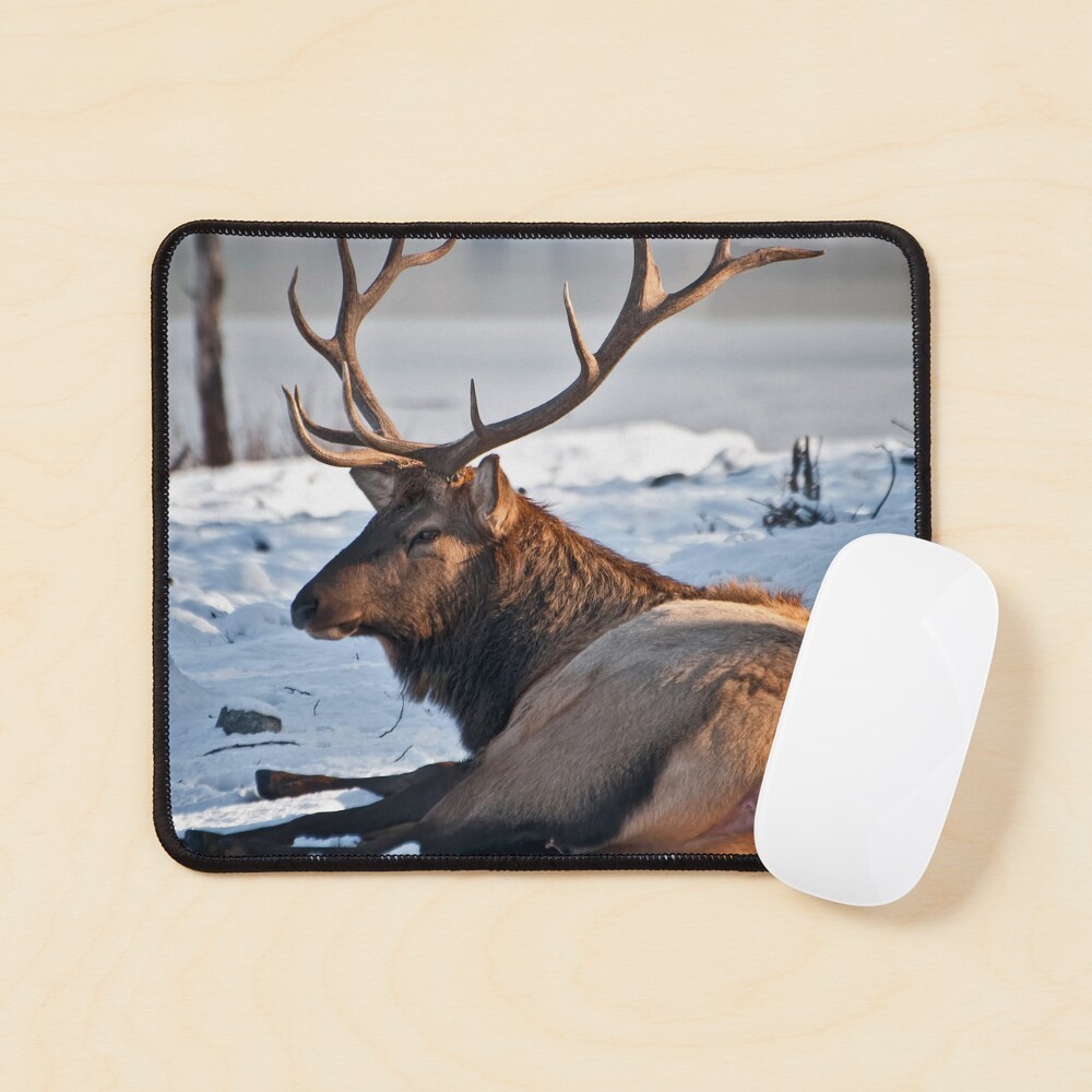Elk In Snow Elk In Snow