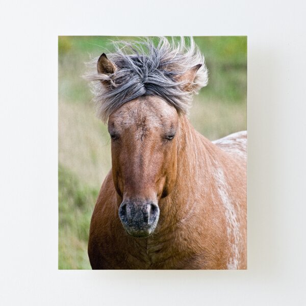 Canvas Mounted Print