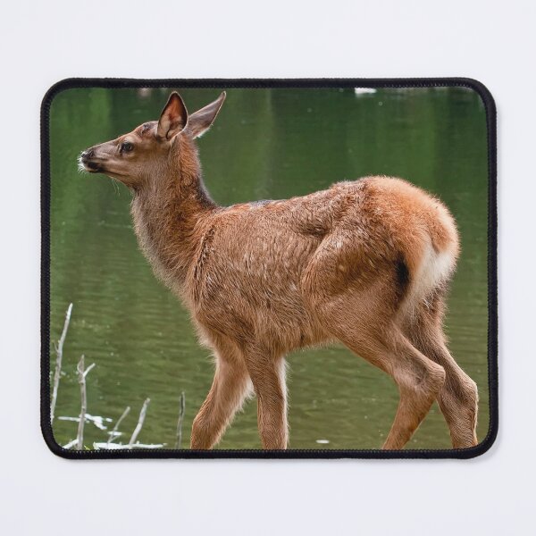 Item preview, Elk Calf designed and sold by Michael Cummings.