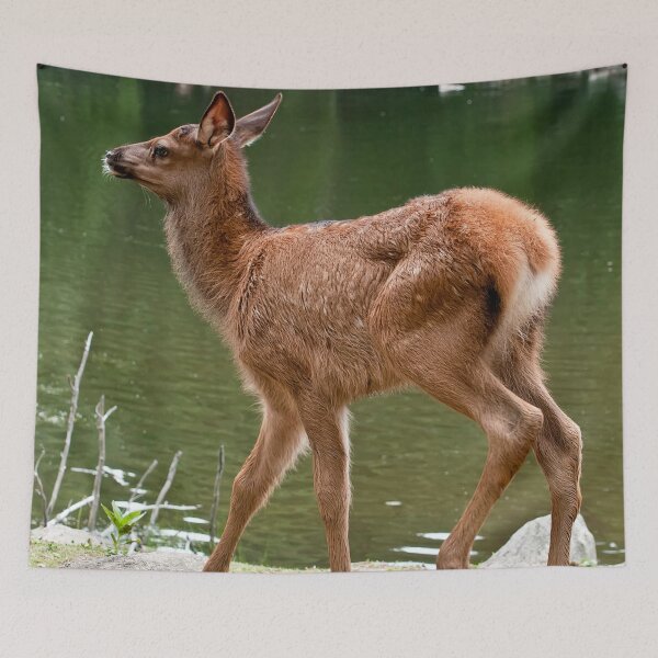 Item preview, Elk Calf designed and sold by Michael Cummings.