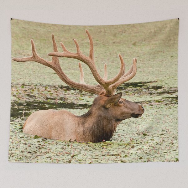 Item preview, Elk In Pond 2 designed and sold by Michael Cummings.