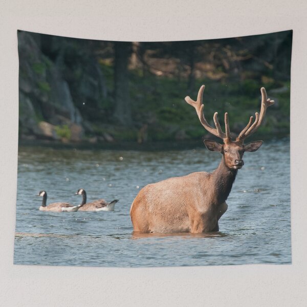 Item preview, Elk In Pond designed and sold by Michael Cummings.