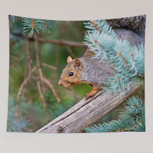 Item preview, Gray Squirrel designed and sold by Michael Cummings.