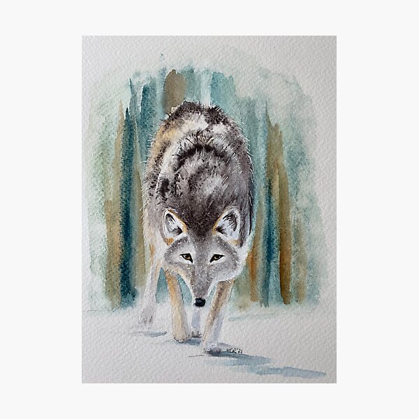 Winter Wolf Photographic Print