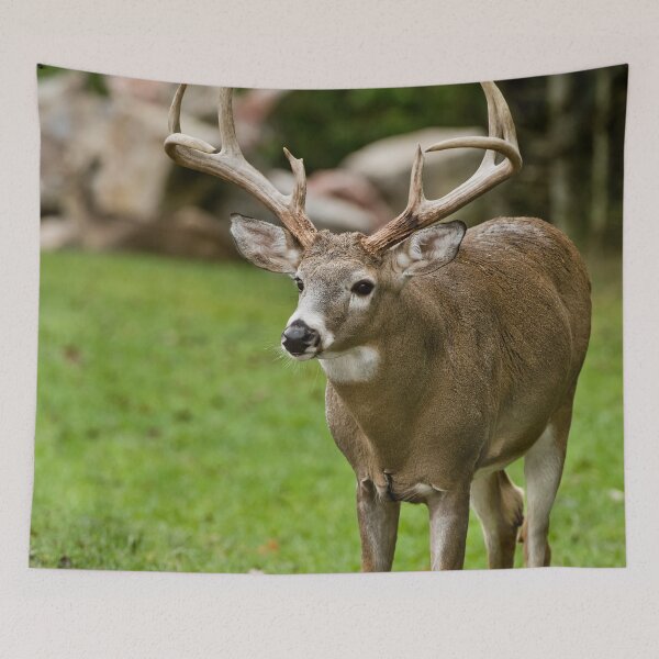 Item preview, White-tailed Deer designed and sold by Michael Cummings.
