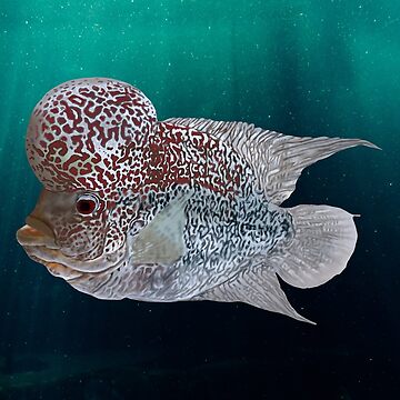 Flowerhorn Cichlid Fish Keeper | Poster